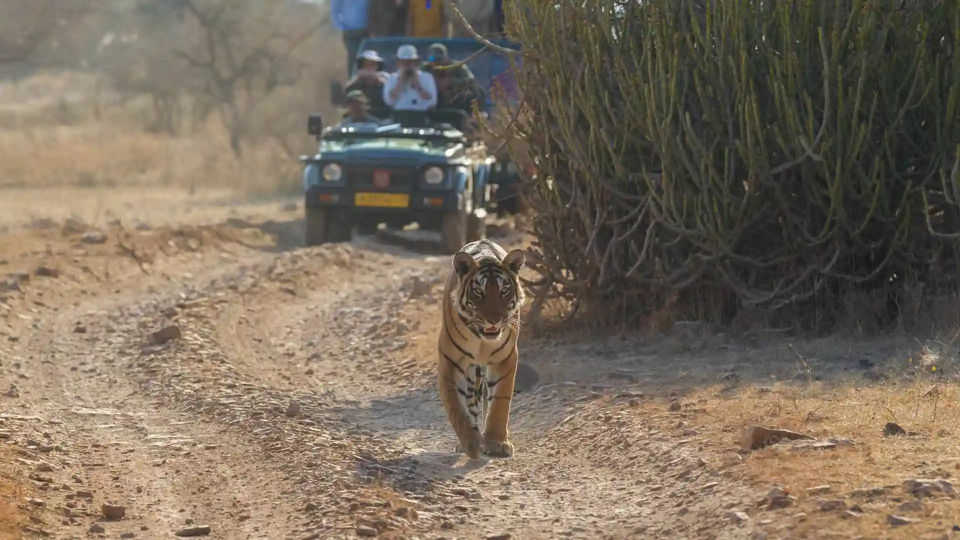 Ranthambore Tiger Safari